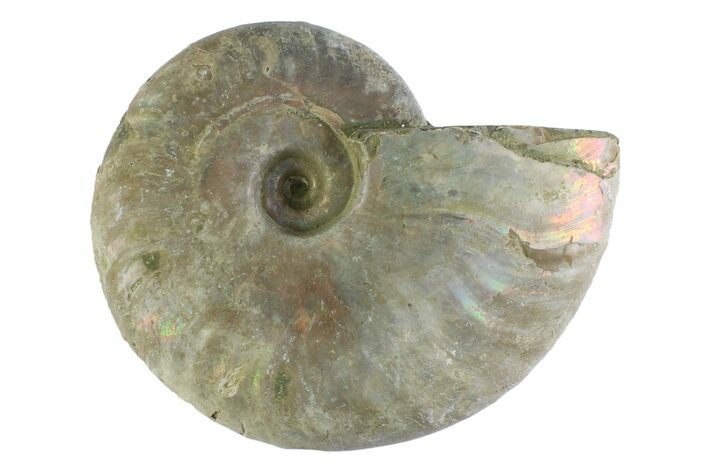 Silver Iridescent Ammonite (Cleoniceras) Fossil - Madagascar #346744